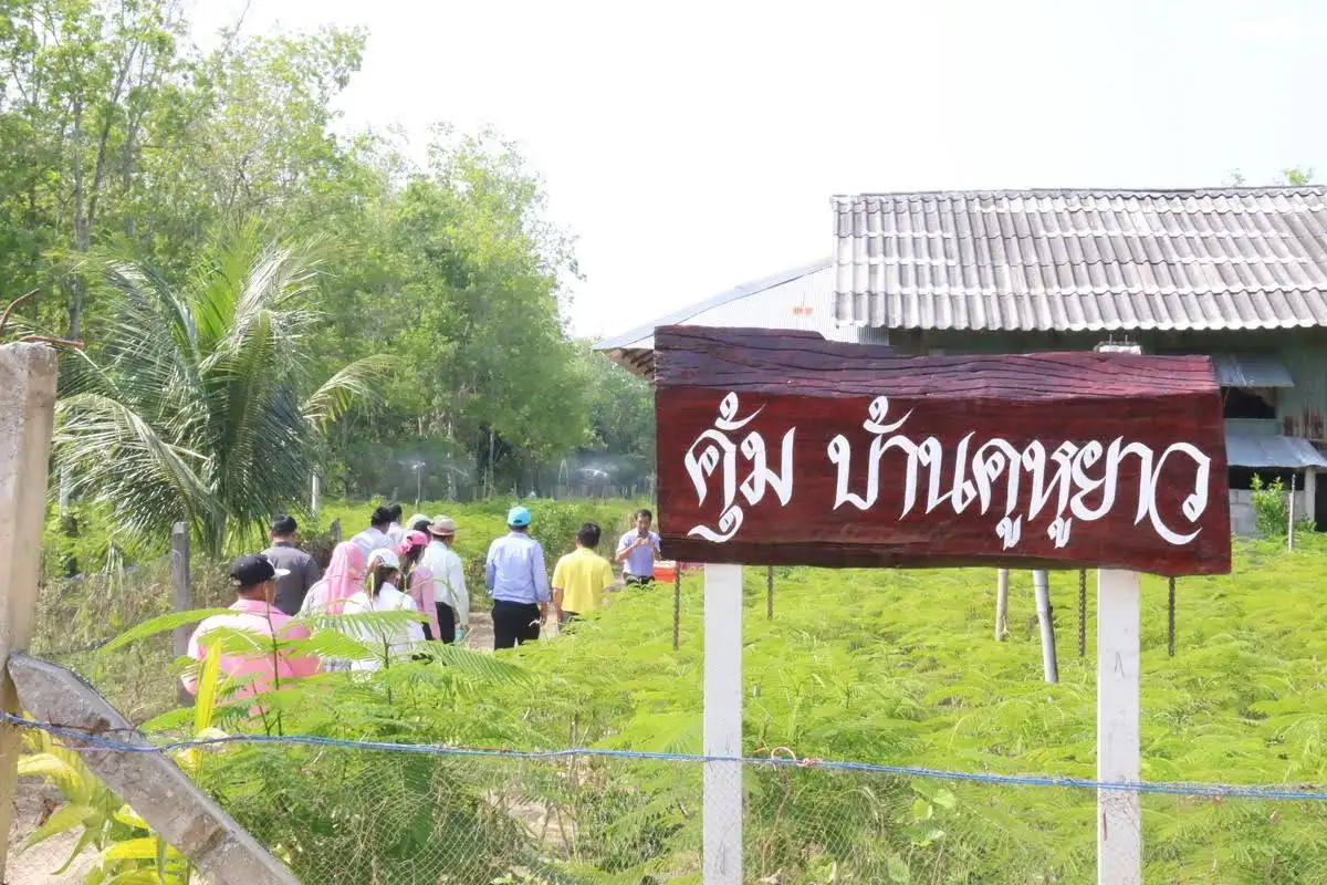 image about ทางเลือกใหม่เกษตรกบางกล่ำ โค่นยางปลูกชะอม 5 ไร่ สร้างรายได้งาม