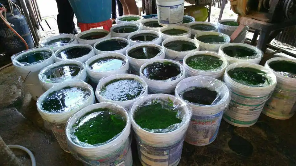 image about กรมอนามัยเตือน ใช้ถังสีบรรจุอาหารเสี่ยงสารตะกั่วกระทบระบบประสาท