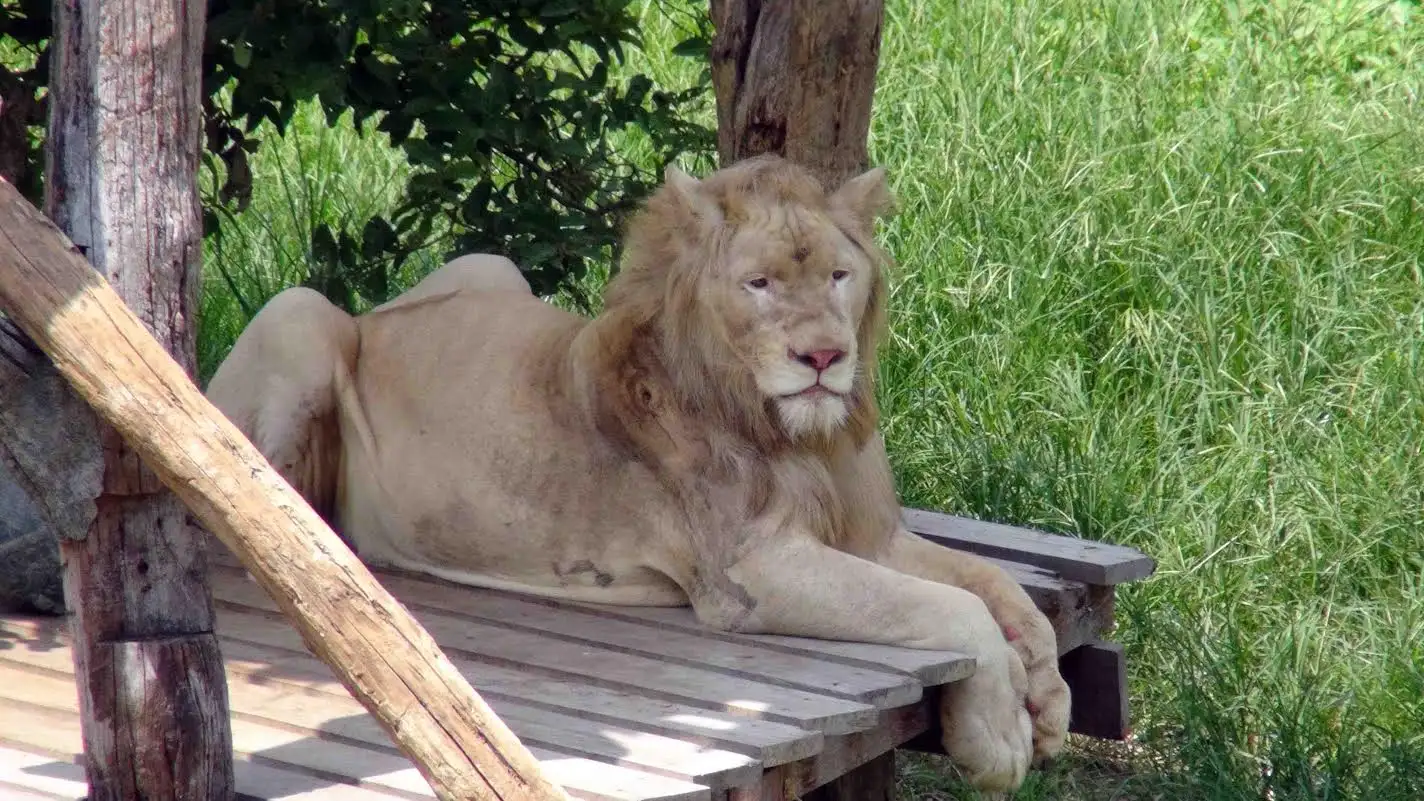 สวนสัตว์สงขลาเปิดตัวสิงโตขาว สายพันธุ์แอฟริกาใต้ต้อนรับนักท่องเที่ยว
