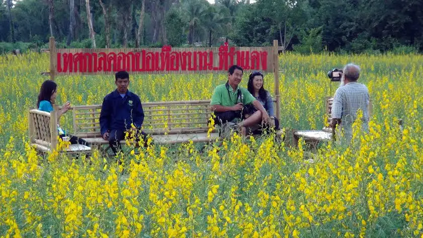 image about เริ่มแล้ว เทศกาลดอกปอเทืองบานที่บ้านรำแดง เหลื่องอร่ามเต็มทุ่ง300 ไร่