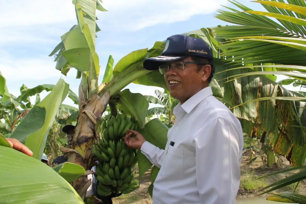 เดินหน้าผลักดันเรื่องกล้วย-มะพร้าว เป็นพืชเศรษฐกิจตัวใหม่ของอำเภอระโนด