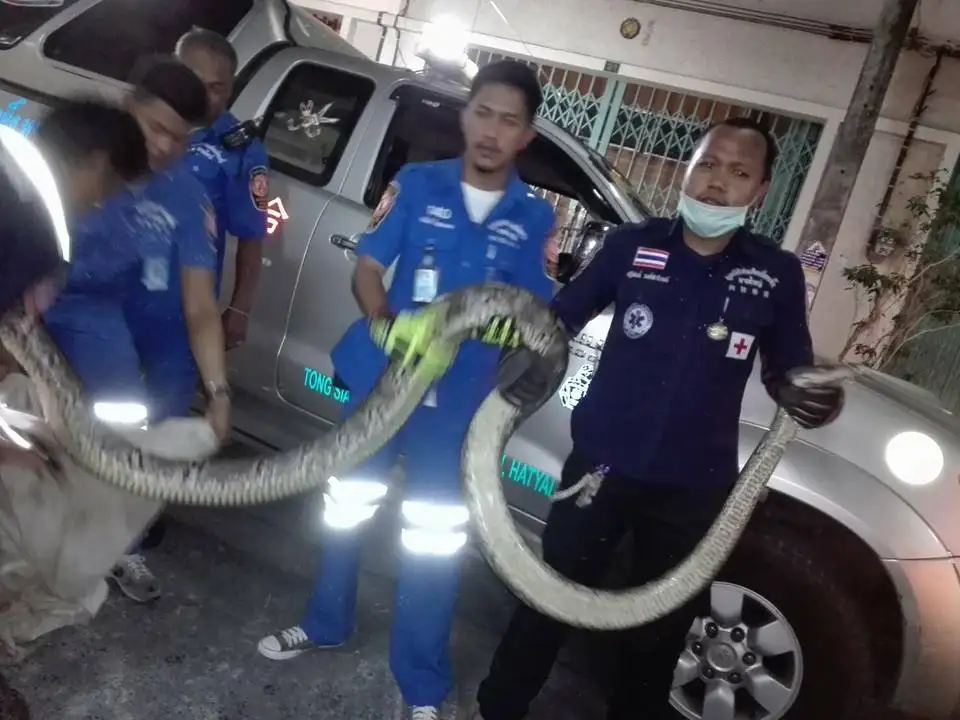image about แขกไม่ได้รับเชิญ กู้ภัยช่วยจับงูเหลือมยาวกว่า 4เมตรย่านละม้ายสงเคราะห์