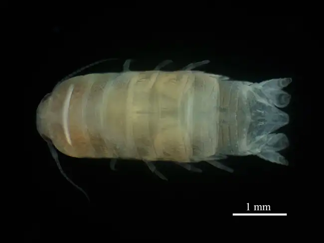 Cirolana phuketensis dorsal.jpg