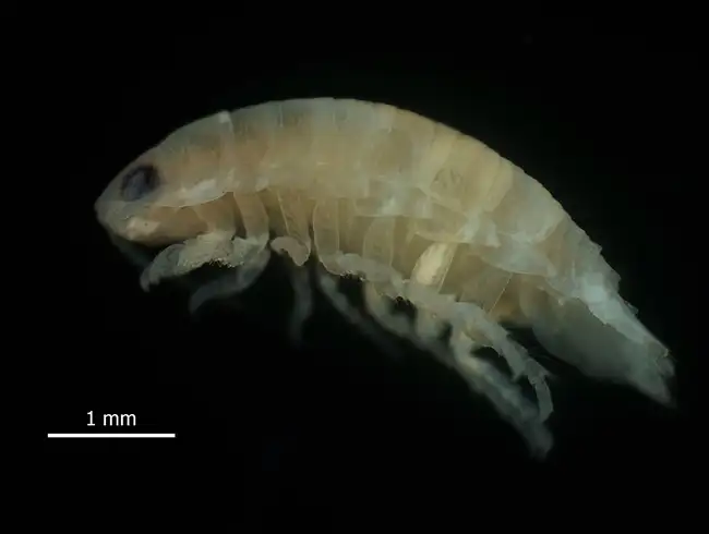 N1 (Holotype) Cirolana phuketensis.jpg