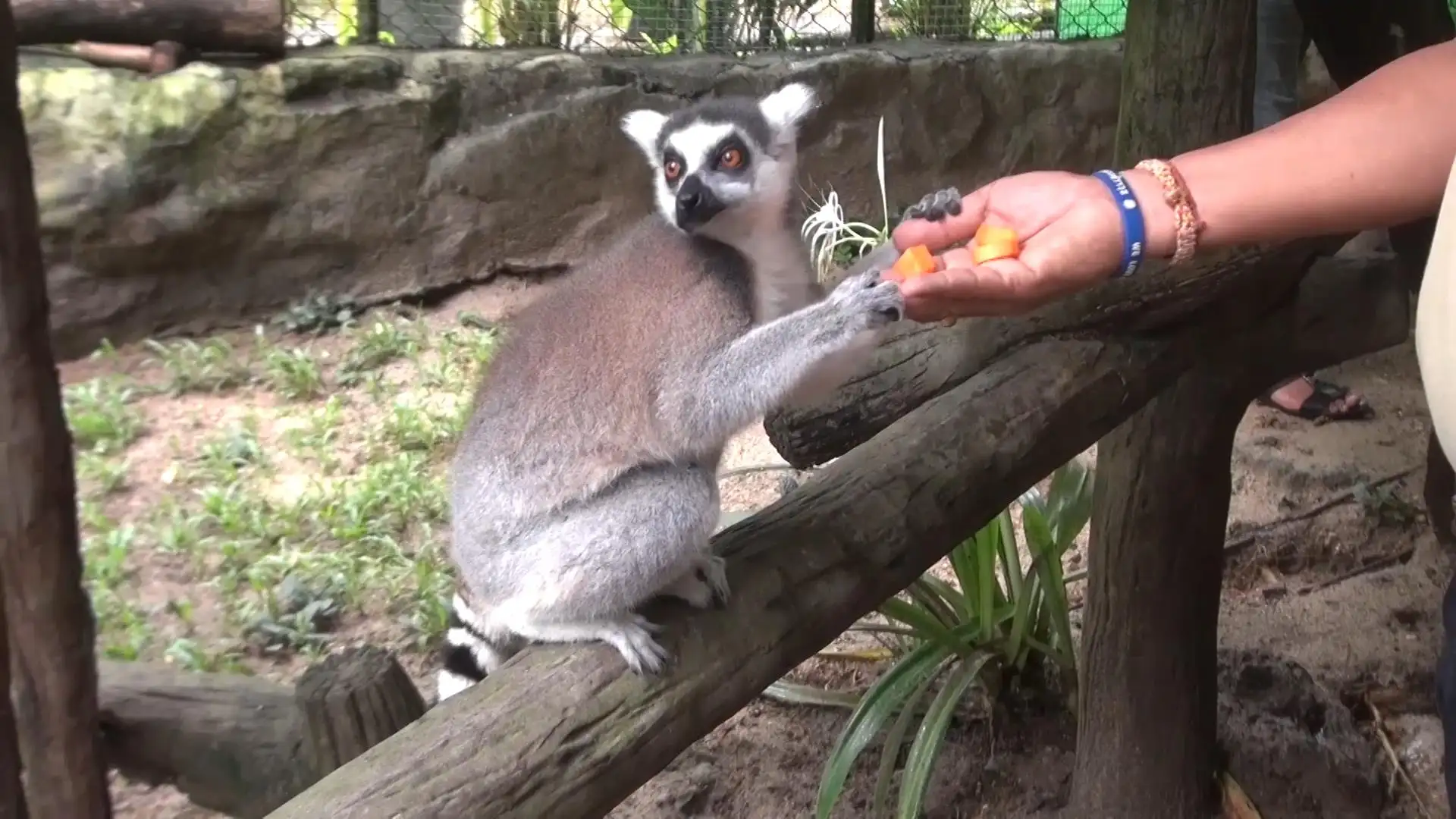 ต้อนรับปีใหม่ สวนสัตว์สงขลาเปิดตัวฝูงลีเมอร์หางแหวน วานรแห่งมาดากัสการ์