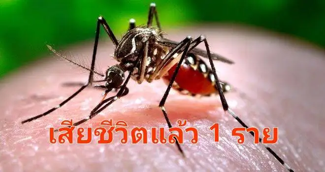 image about สถานการณ์ไข้เลือดออกสงขลา ยังน่าเป็นห่วงพบเสียชีวิตแล้ว 1ราย ป่วยกว่า 1,436ราย
