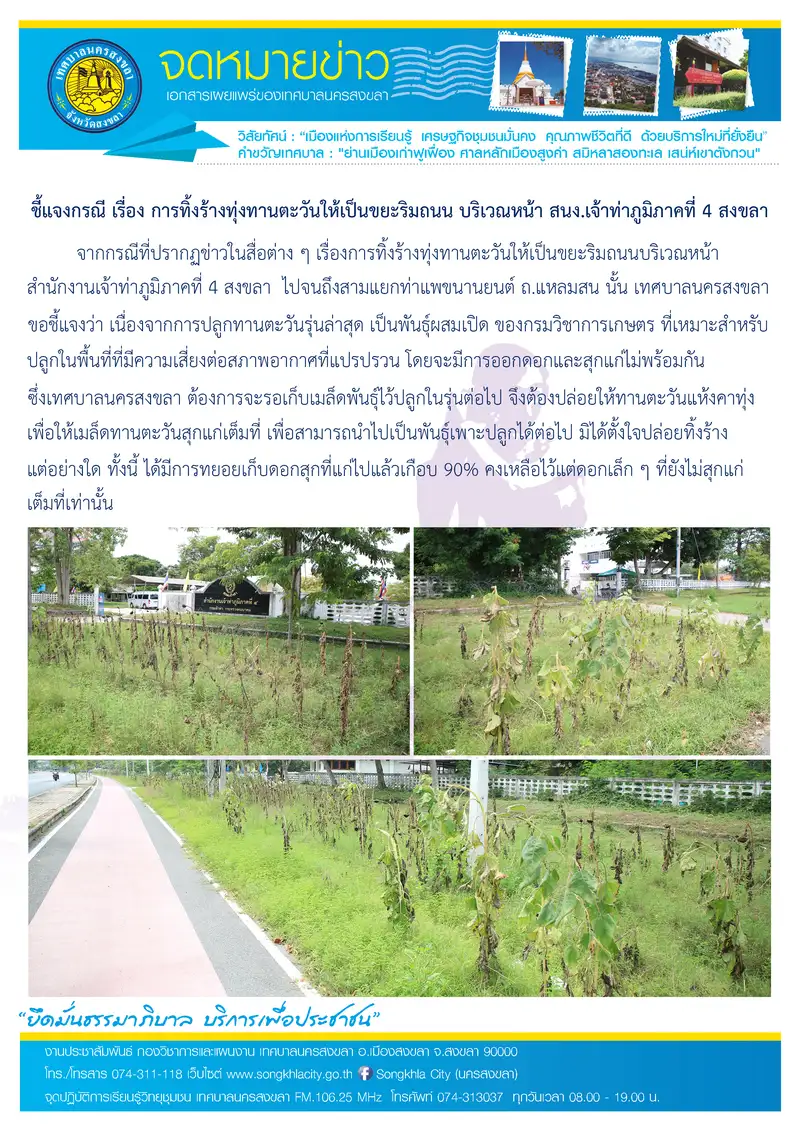 image about ทน.สงขลา ชี้แจงกรณีการทิ้งร้างทุ่งทานตะวัน-เทศบาลกำลังทยอยเก็บเมล็ดพันธุ์ที่ยังแก่ไม่เต็มที่