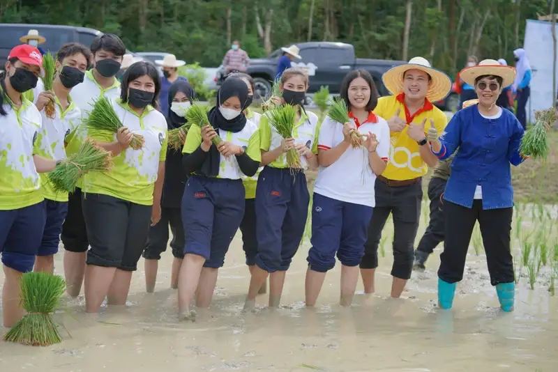 ​มรภ.สงขลา ทำโครงการ “นาบุญ จิตอาสาซอแรงดำนา แบบวิถีพื้นบ้านสตูล” ชวนเครือข่ายศูนย์เรียนรู้ฯ สืบสานประเพณีท้องถิ่น-อนุรักษ์พันธุ์ข้าวดั้งเดิม