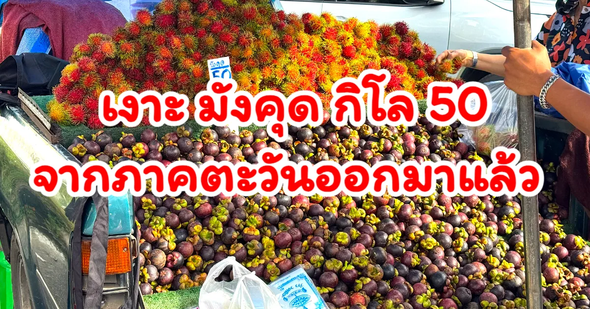 เงาะ มังคุด จากภาคตะวันออก มาแล้วจ้า เริ่มวางขายที่หาดใหญ่! เริ่มต้นที่กิโลกรัมละ 50 บาท