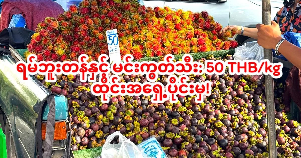 ရေနံသီး၊ မန်ကျည်းသီး မိန့်ကျွန့်ရှိ ပို့ရောက်လာပြီ။ ဟတ်ယိုင်မှာ ရောင်းချနေတာ – ကီလိုဂရမ် ၅၀ ဘတ်မှစတင်