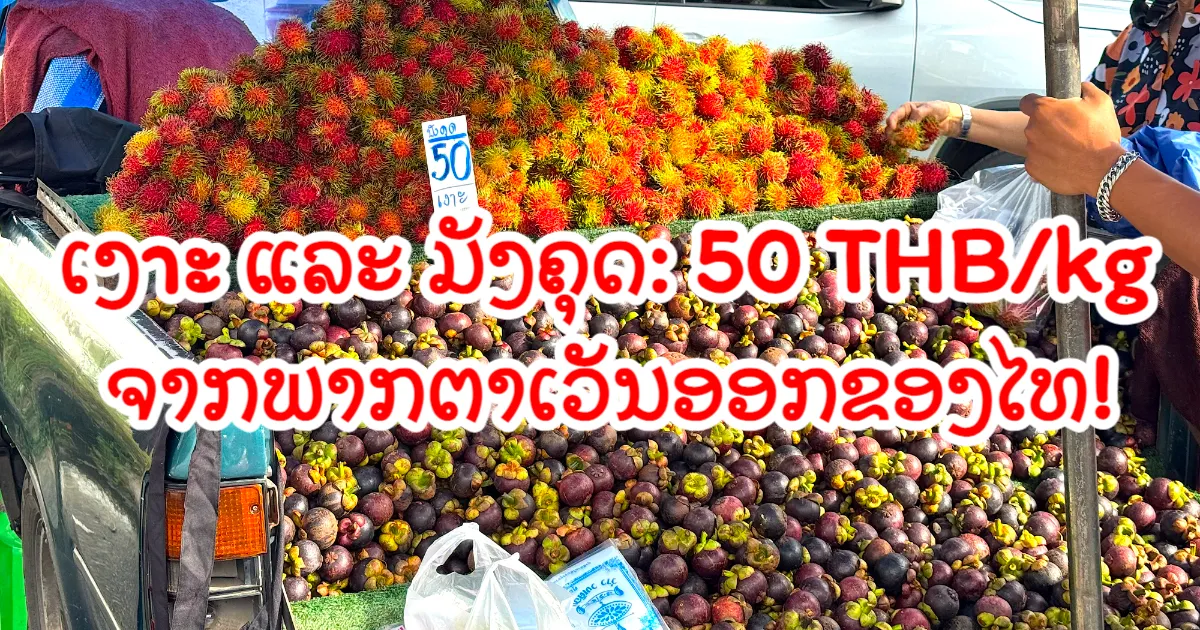 ເງາະ ແລະ ໝັງກຸດຈາກພາກຕາເວັນອອກ ເຖິງ ຫາດໃຫຍ່ ແລ້ວ! ເລີ່ມຂາຍຢູ່ຕະຫຼາດດ້ວຍລາຄາ 50 ບາດຕໍ່ກິໂລກຣາມ