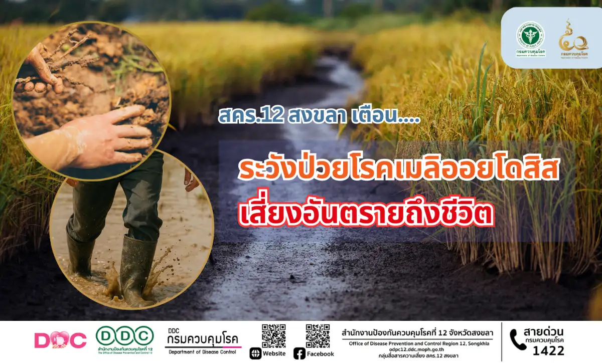 ภาพเกี่ยวกับสคร.12 สงขลา เตือน ระวังป่วยโรคเมลิออยโดสิส เสี่ยงอันตรายถึงชีวิต