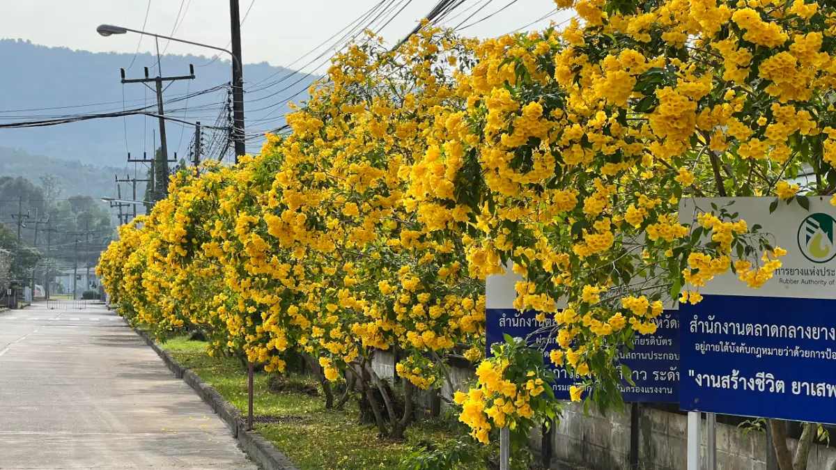ภาพประกอบเนื้อหา 1 รู้จัก ทองอุไร ไม้มงคลดอกสีเหลืองทอง อร่ามตา สวยได้ทั้งปี