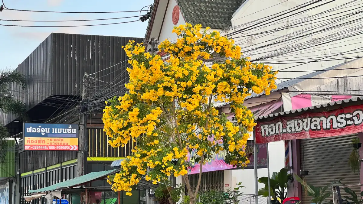 ภาพประกอบเนื้อหา 2 รู้จัก ทองอุไร ไม้มงคลดอกสีเหลืองทอง อร่ามตา สวยได้ทั้งปี