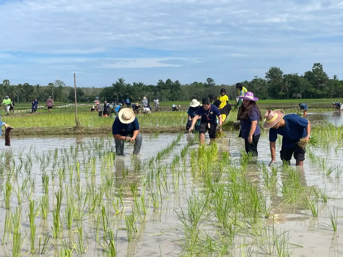 กฟผ.โรงไฟฟ้าจะนะ ร่วมจัดกิจกรรม “ดำนา โยนกล้า หว่านข้าว ปีที่ 4“ ณ ทุ่งนาโรงเรียนบ้านป่าชิง ตำบลป่าชิง อำเภอจะนะ  จังหวัดสงขลา