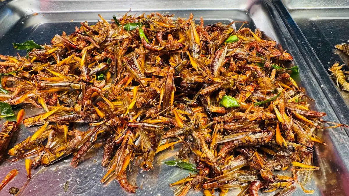 ภาพประกอบเนื้อหา 1 ชี้เป้าความอร่อยยามเย็น “แมงทอด น้องฝน” พิกัดตลาดโปะหมอ ของดีที่คนรักแมลงทอดต้องลอง