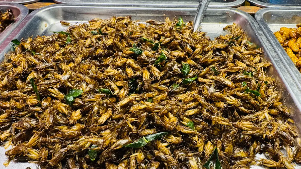 ภาพประกอบเนื้อหา 3 ชี้เป้าความอร่อยยามเย็น “แมงทอด น้องฝน” พิกัดตลาดโปะหมอ ของดีที่คนรักแมลงทอดต้องลอง